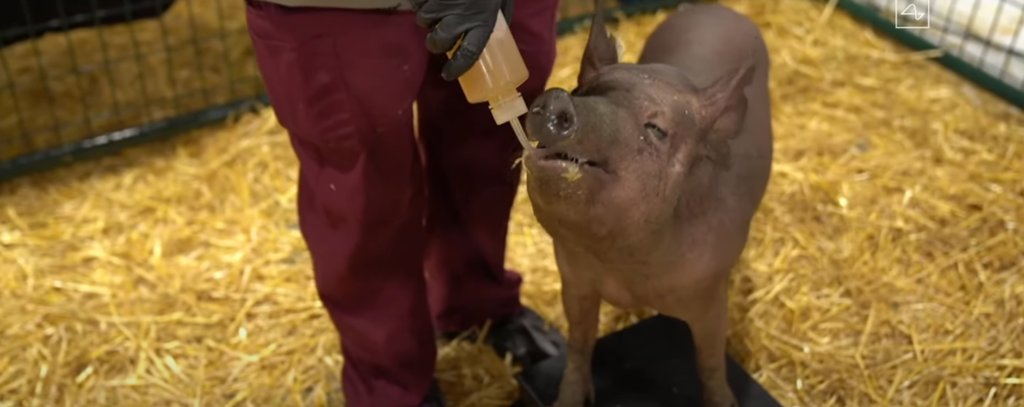 Dorothy the pig drinking after Neuralink brain chip was removed.